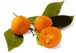 CALAMONDIN